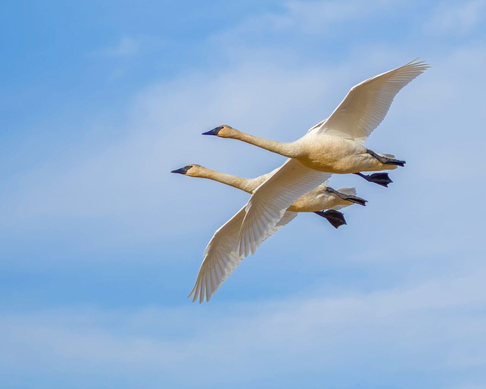 Photo_Lifestyles_swans_flying.jpg